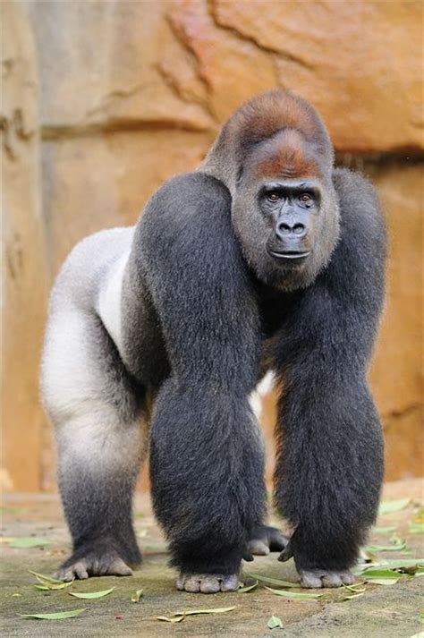 53 Best The Gorilla Images Animals Beautiful Primates Animal Pictures