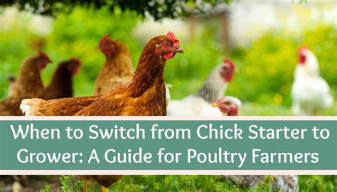 When To Switch From Chick Starter To Grower A Guide For Poultry
