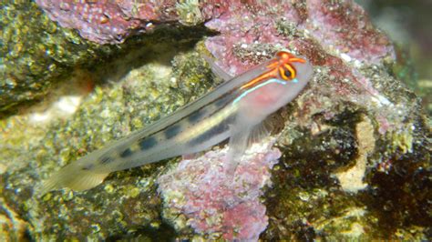 Red Head Goby Databasefish