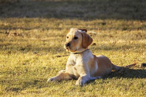 Golden Retriever Information Characteristics Pictures And Facts