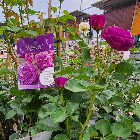 Rosa Minerva Syn Rosa Visancar Rose In Gardentags Plant Encyclopedia