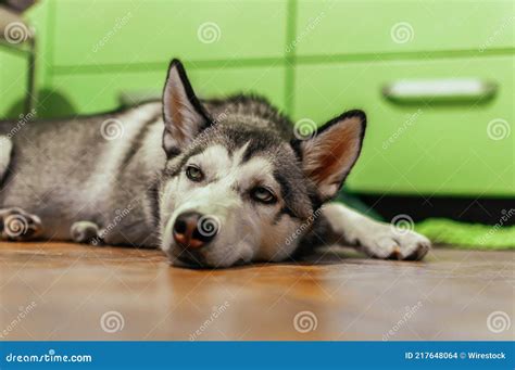 Closeup Of A Bored Siberian Husky Puppy Lying On The Floor Under The