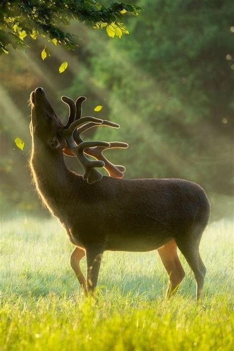 This Is One The Most Majestic Buck Pictures Ive Ever Seenhow