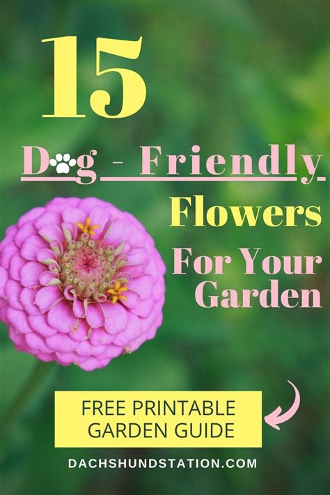 Maybe you would like to learn more about one of these? 15 Colorful Flowers You CAN Plant In A DOG-SAFE Garden in ...