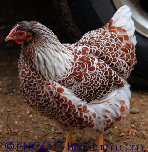 Blue Laced Red Wyandottes Beautiful Chickens Chickens Backyard Chickens