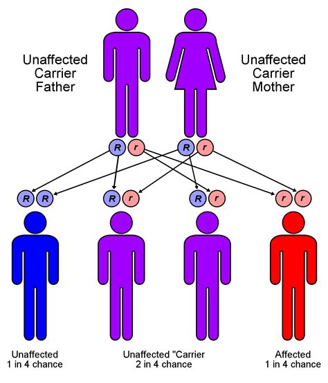 123c Mendels Law Of Segregation Biology Libretexts