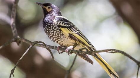 Regent Honeyeater Endangered Songbird In Australia Is Forgetting Its