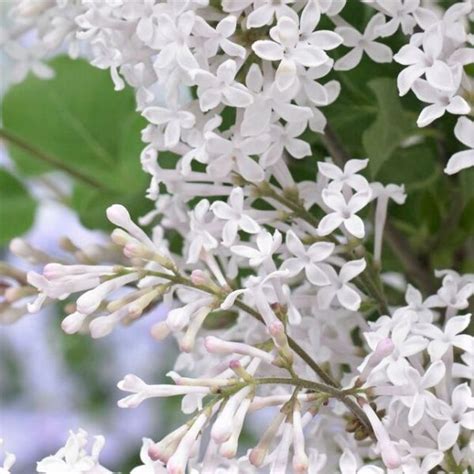 Flowerfesta White Dwarf Lilac Dwarf Lilac Online Plant Nursery Lilac