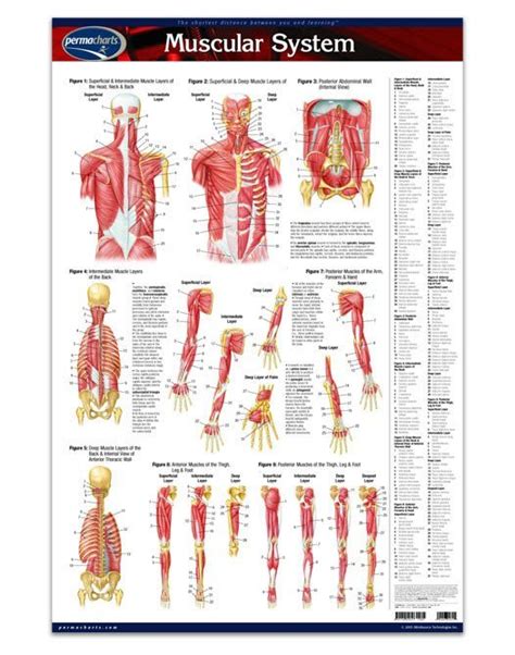 Muscular System Laminated Quick Reference Poster Whole Body Healing
