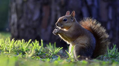 Animals Squirrel Hd Wallpapers For Mobile Phones And Laptops 2560x1600