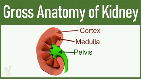 Gross Anatomy Of Kidney