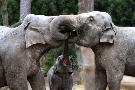Three Elephants Curly Kisses Two Elephants Had Their Trun Flickr