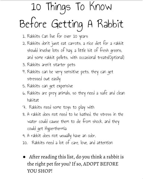 10 Things To Know Before Getting A Rabbit In 2023 Bunny Care Pet