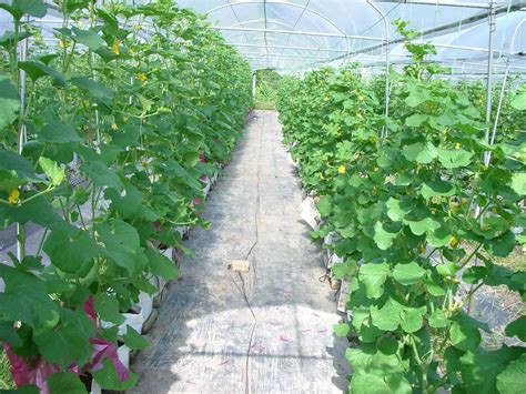Buah rock melon jumbo berbentuk bulat, net tebal, rapat serta mudah terbentuk, kulit buah berwarna hijau dengan daging buah berwarna orange gelap ( rock melon ). i am me - walk this way: Tips Cara/Kaedah Tanaman Rock ...