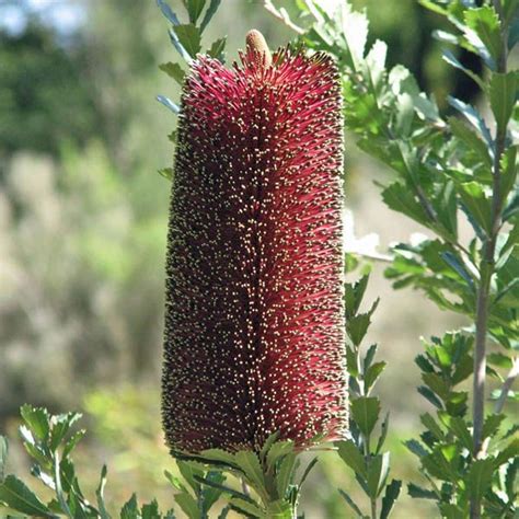 Tree with red flowers australia. BANKSIA praemorsa Red Flowers - View All - Australian Seed