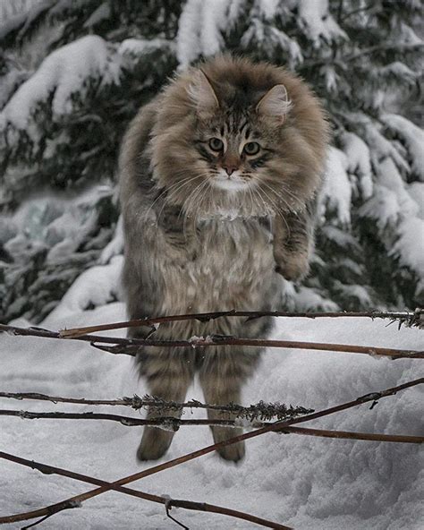 Hiskias Is The Youngest One Norwegian Forest Cat