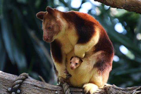 10 Fascinating Arboreal Mammals Worldatlas