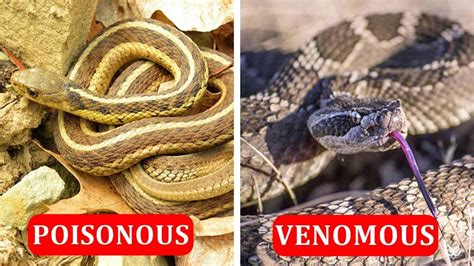 Know The Difference Between Venomous And Non Venomous Snakes Wltz