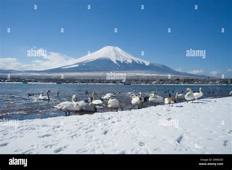 Lake Yamanaka And Mt Fuji In Winter Yamanashi Japan Stock Photo