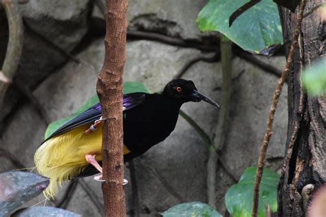 Twelve Wired Bird Of Paradise Seleucidis Melanoleuca Zoochat