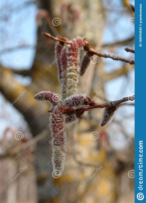 A Close Up Of Downy Reddish Gray Male Catkins Of Common Aspen Stock