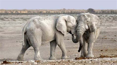 Top 10 Animals With Incredible Hearing The Mysterious World