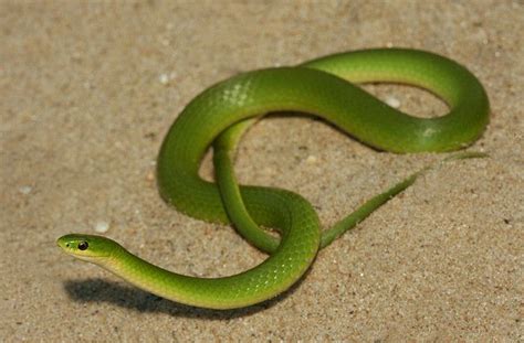 Discover The Stunning Smooth Green Snake In Clare County Michigan
