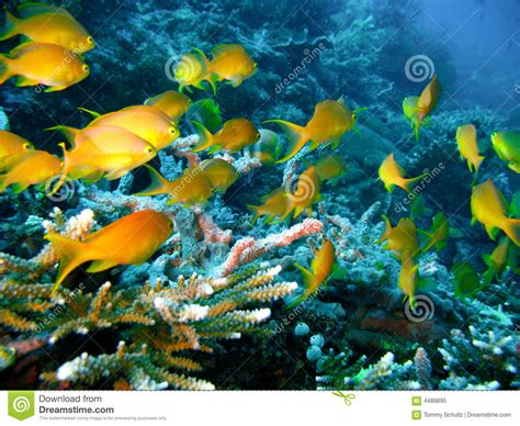 Tropical Coral Reef Fish Royalty Free Stock Photo Image