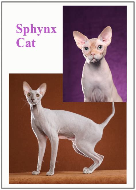 The sphynx is an almost or completely hairless cat. Sphynx cat health concerns - PoC