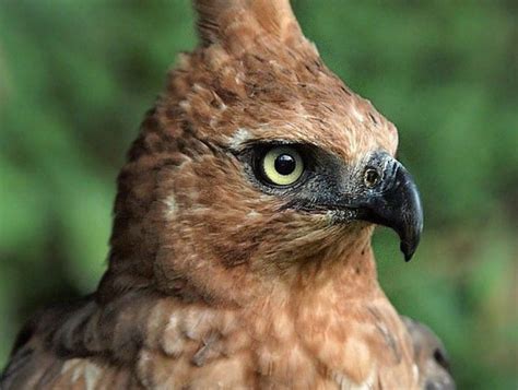 30 Gambar Hewan Burung Garuda Asli Inspirasi Terpopuler