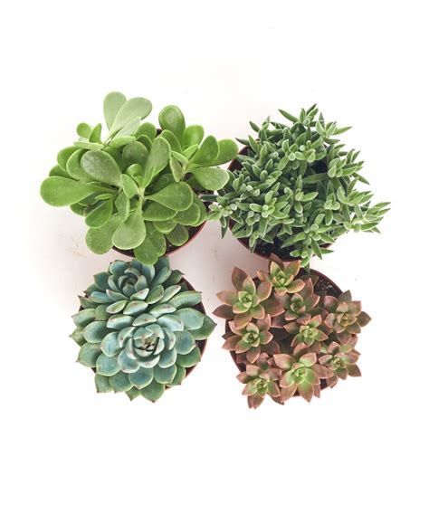 Home Botanicals 4 Inch Rosette Succulent Plant Collection Etsy