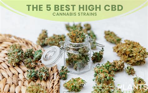 The 5 Best High Cbd Cannabis Strains Video Plants Before Pills