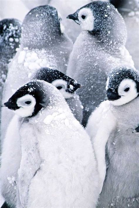Penguins In Snow Nature Pinterest