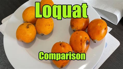 Loquat Taste Comparison Featuring Fruits Sent To Me By Lyonheart84