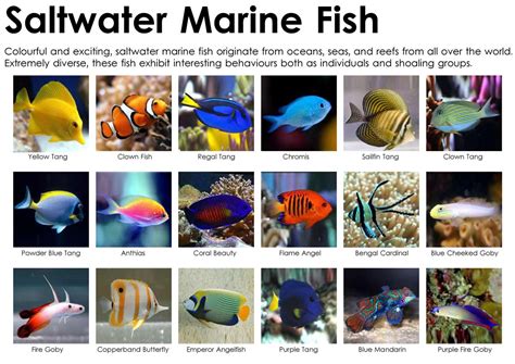 Saltwater Fish Vs Freshwater Fish Biology