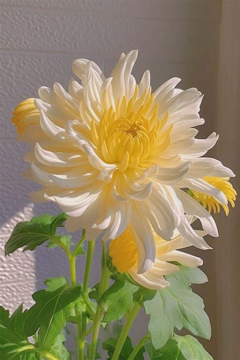 The Deep Meaning Behind The Beautiful Chrysanthemums