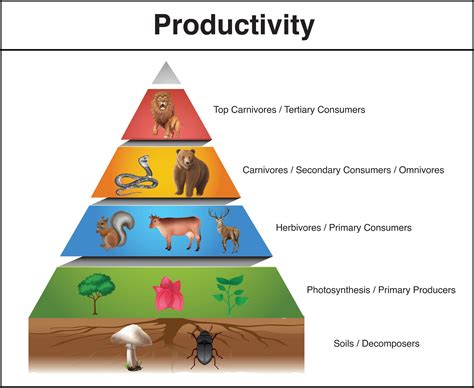 Secondary Productivity Is The Rate Of Formation Of New Organic Matter