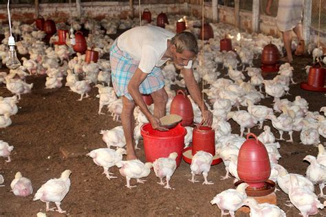 sharing poultry production best practices in bangladesh poultry world