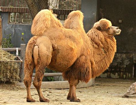 The camel can store reserves in the fat of its humps and can go without food or water for days if needed. Do Camels Have Water In Their Humps | Animal Enthusias Blog
