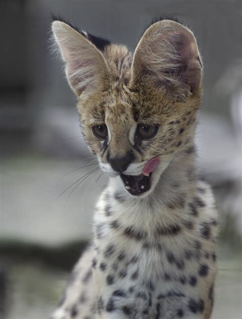Baby Serval Leptailurus Serval Two Month Old Serval In