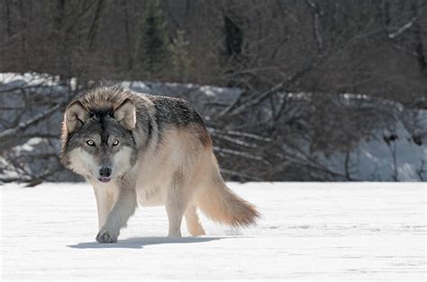 Royalty Free Wolf Prowl Pictures Images And Stock Photos Istock