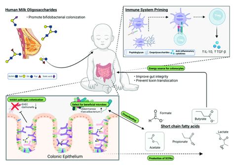 Influence Of Bifidobacteria On Promoting A Healthy Gut Microbiota And