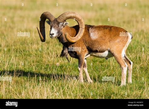 Mouflon Ovis Gmelini Musimon Fotos E Imágenes De Stock Alamy