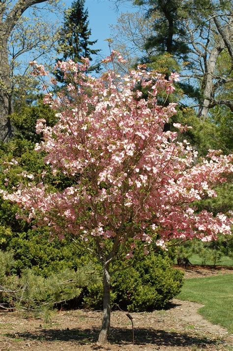 Dogwoods are best known for their spring blooming, but they also provide a wonderful fall foilage and. 6 Varieties of Dogwood for Your Landscape | Dogwood tree ...