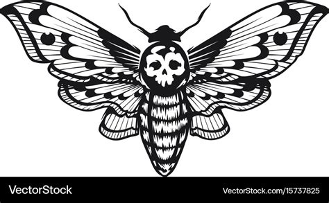 Deaths Head Hawk Moth Royalty Free Vector Image