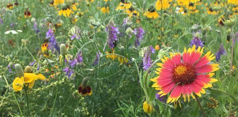 Discover The Best Wildflowers In The Texas Hill Country In Dripping