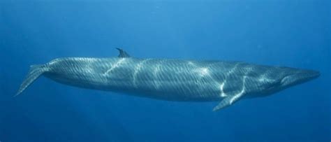 Rare Footage Of Brydes Whales Feeding Earth Earthsky
