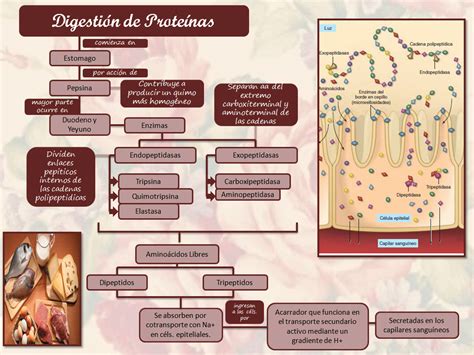 Blog De Fisiología Uas De Gisselle Gpe Camarillo Ramos Digestión De