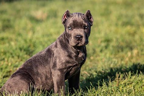 Cane Corso Dog Breeds Facts Advice And Pictures Mypetzilla Uk