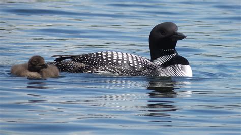Common Loon Fact Sheet - Signs of the Seasons: A New England Phenology 